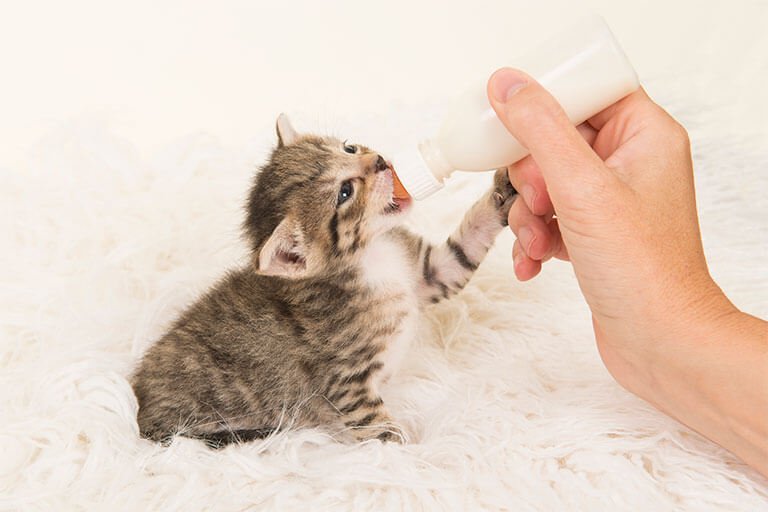 ミルクを飲む猫